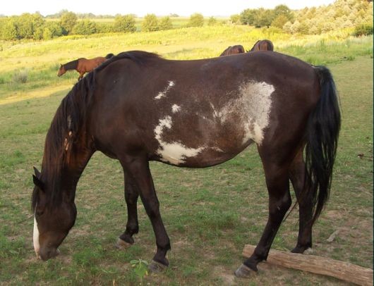 Spanish Mustang (Spanish Mustang)