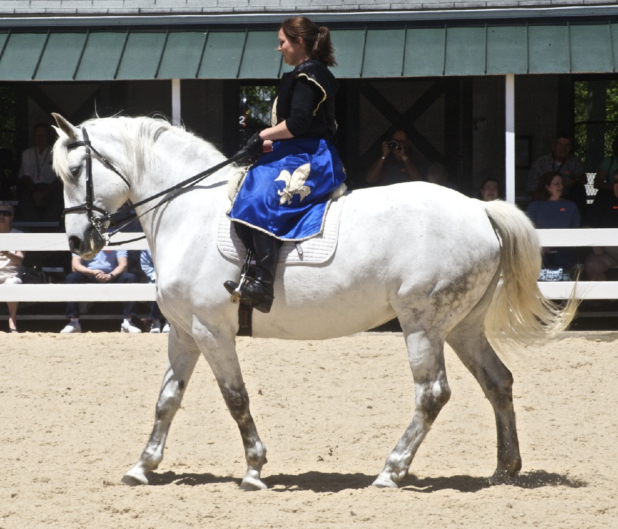 Spanish-Norman Horse (Spanish-Norman Horse)