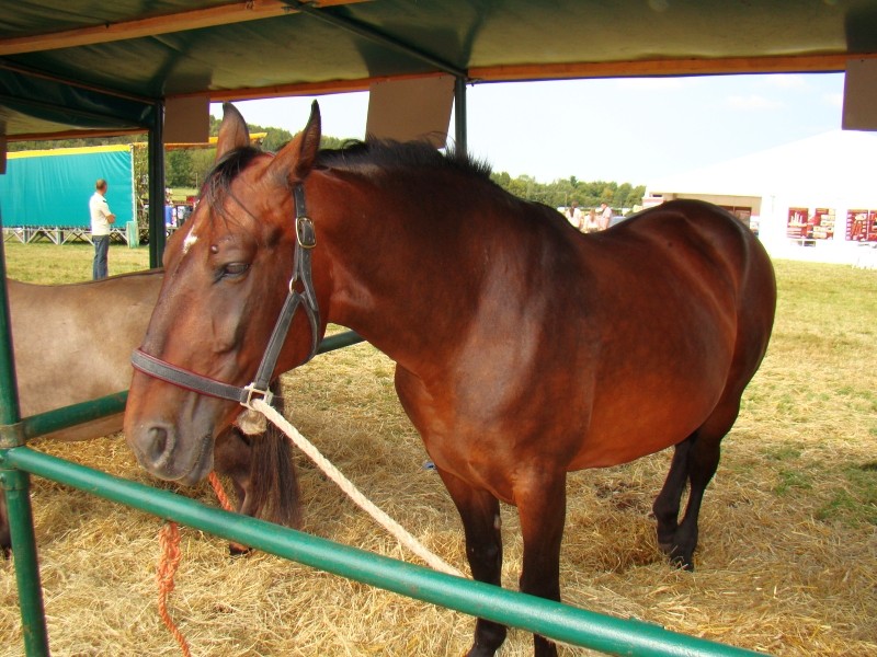 Silesian Horse (Silesian Horse)