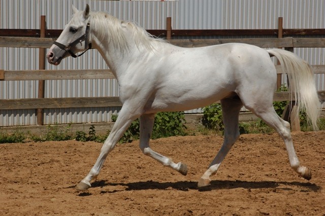 Tersk Horse (Tersk Horse)