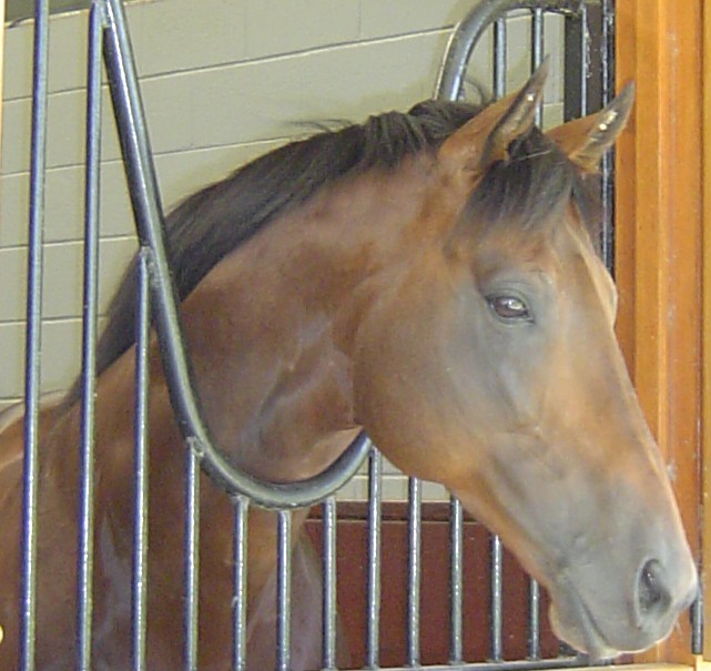 Thoroughbred (Thoroughbred)