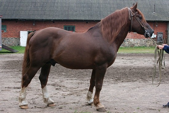 Tori Horse (Tori Horse)
