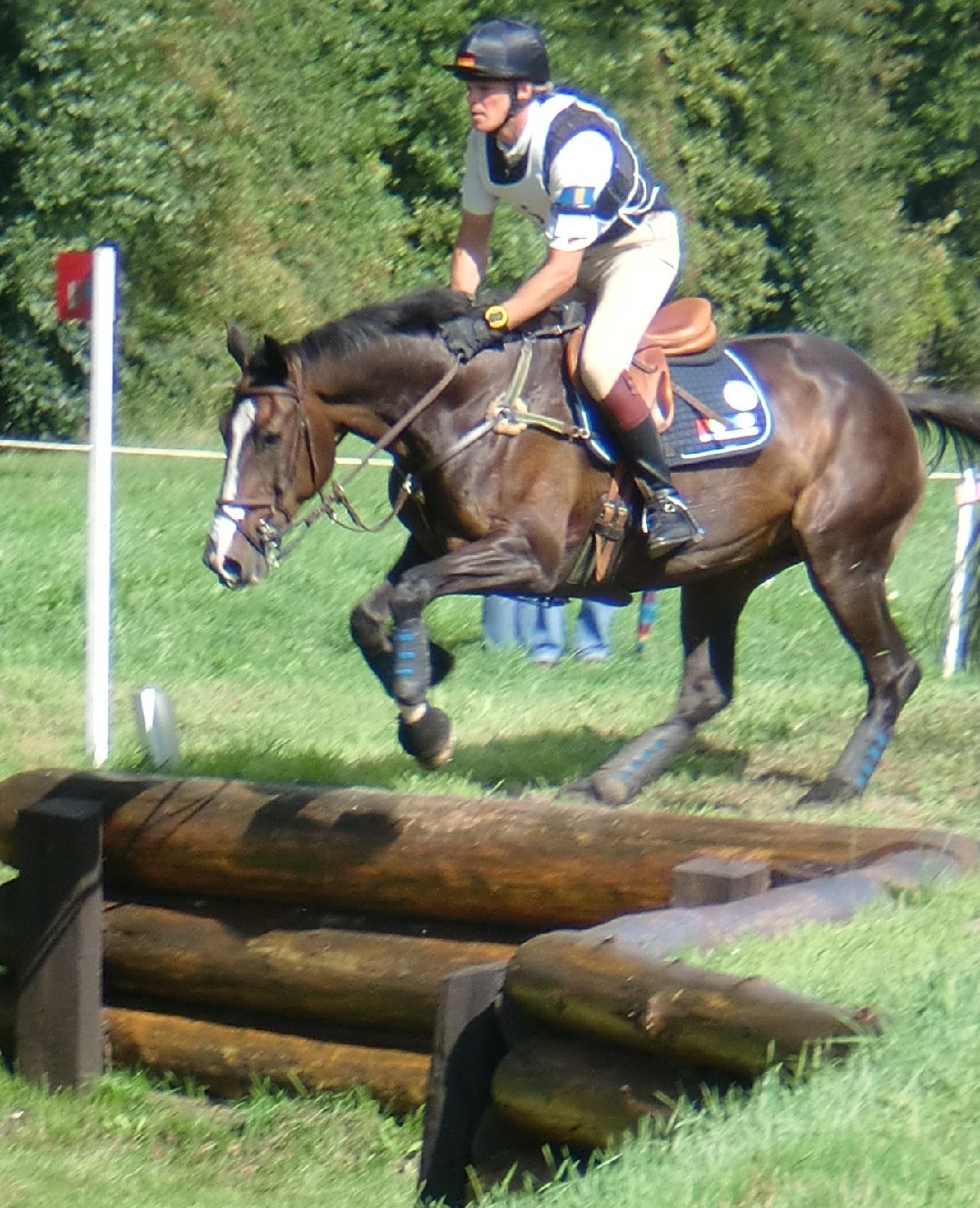 Swedish Warmblood (Swedish Warmblood)