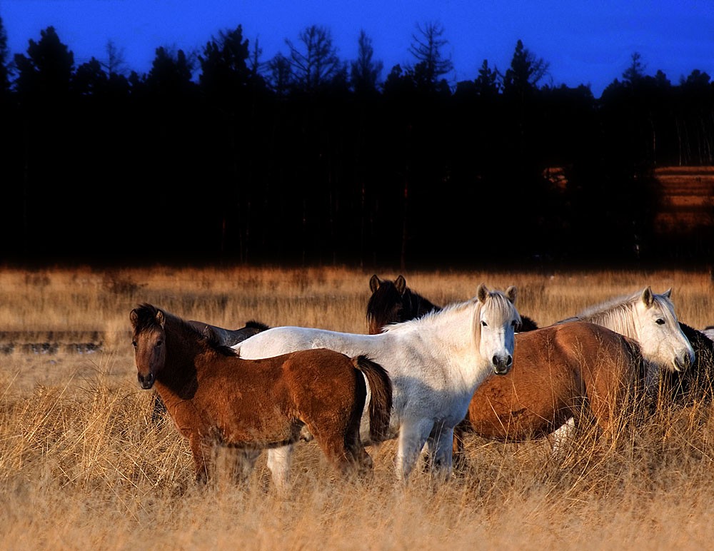 Yakutian Horse (Yakutian Horse)