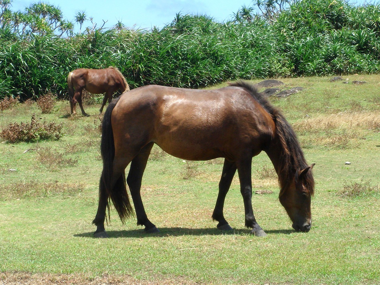 Yonaguni Horse (Yonaguni Horse)