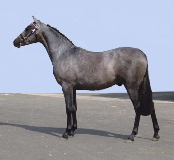Australian Riding Pony (Australian Riding Pony)