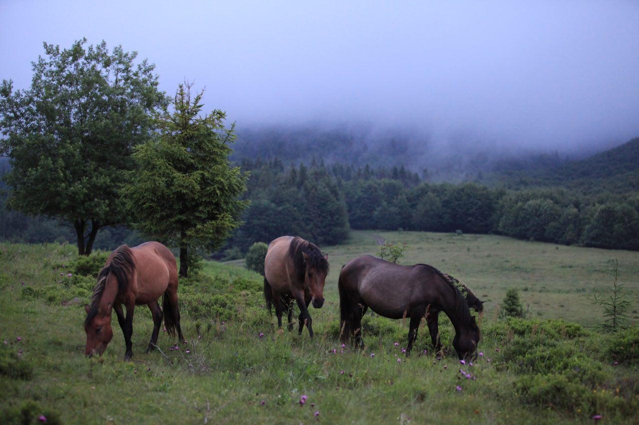Hucul Pony (Hucul Pony)
