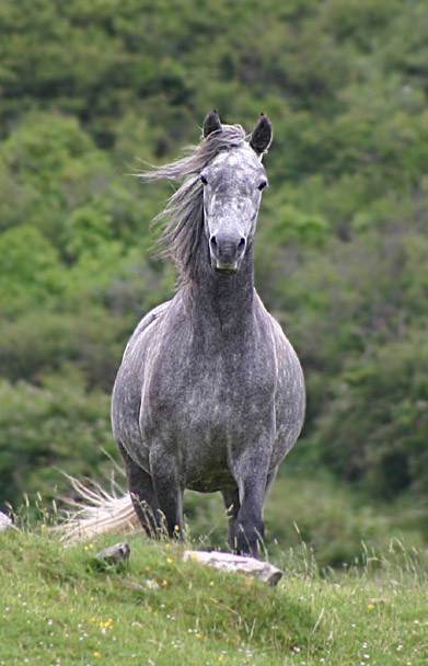 Connemara Pony (Connemara Pony)