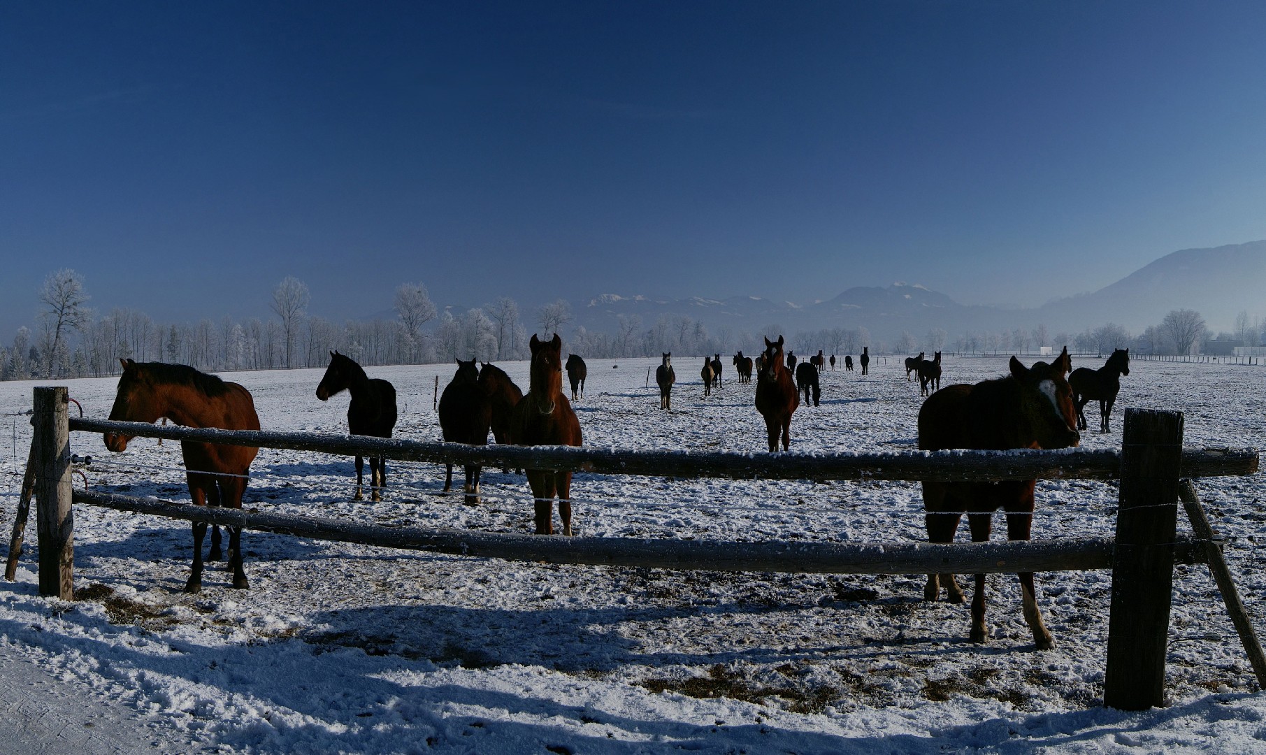 Swiss Warmblood (Swiss Warmblood)