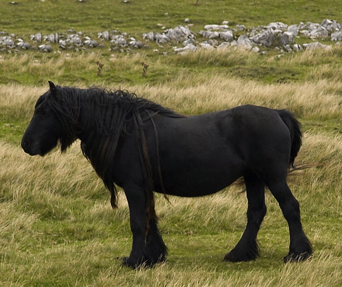 Dales Pony (Dales Pony)