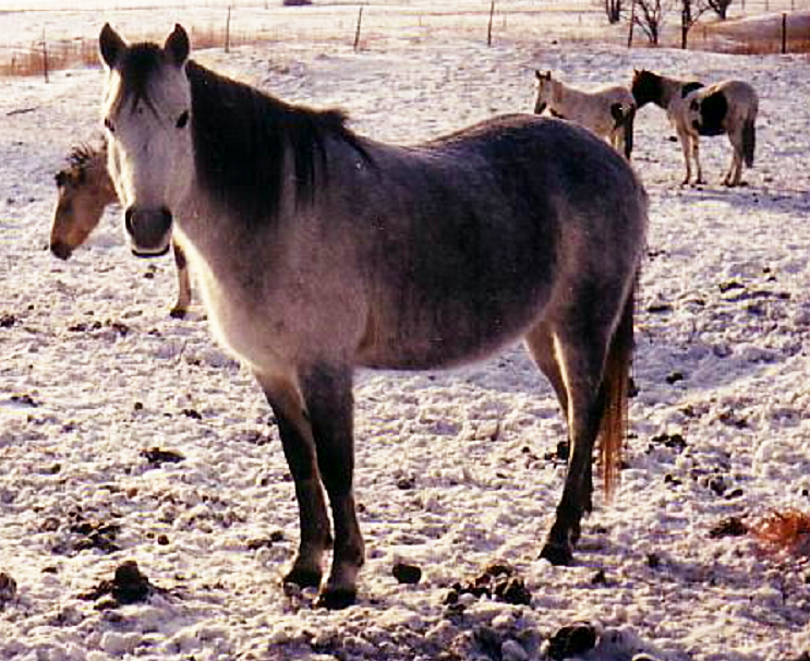 Canadian Rustic Pony (Canadian Rustic Pony)