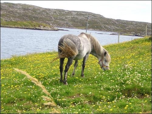 Eriskay Pony (Eriskay Pony)