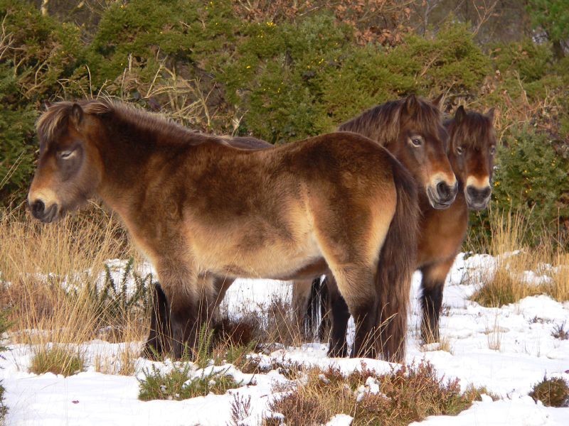 Exmoor Pony (Exmoor Pony)
