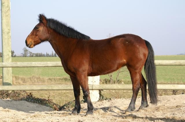 French Saddle Pony (French Saddle Pony)