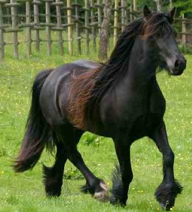 Fell Pony (Fell Pony)