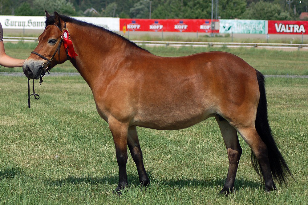 Gotland Pony (Gotland Pony)