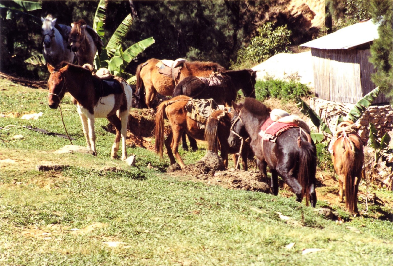 Timor Pony (Timor Pony)