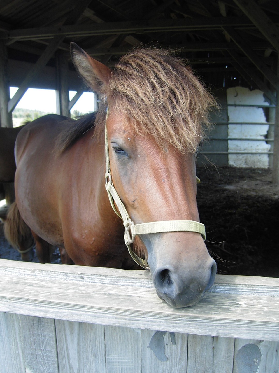 Miyako Pony (Miyako Pony)