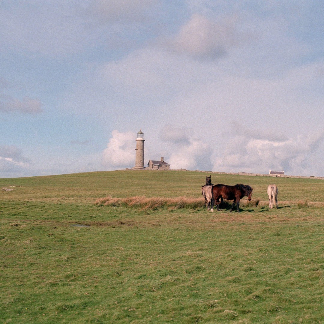 Lundy Pony (Lundy Pony)