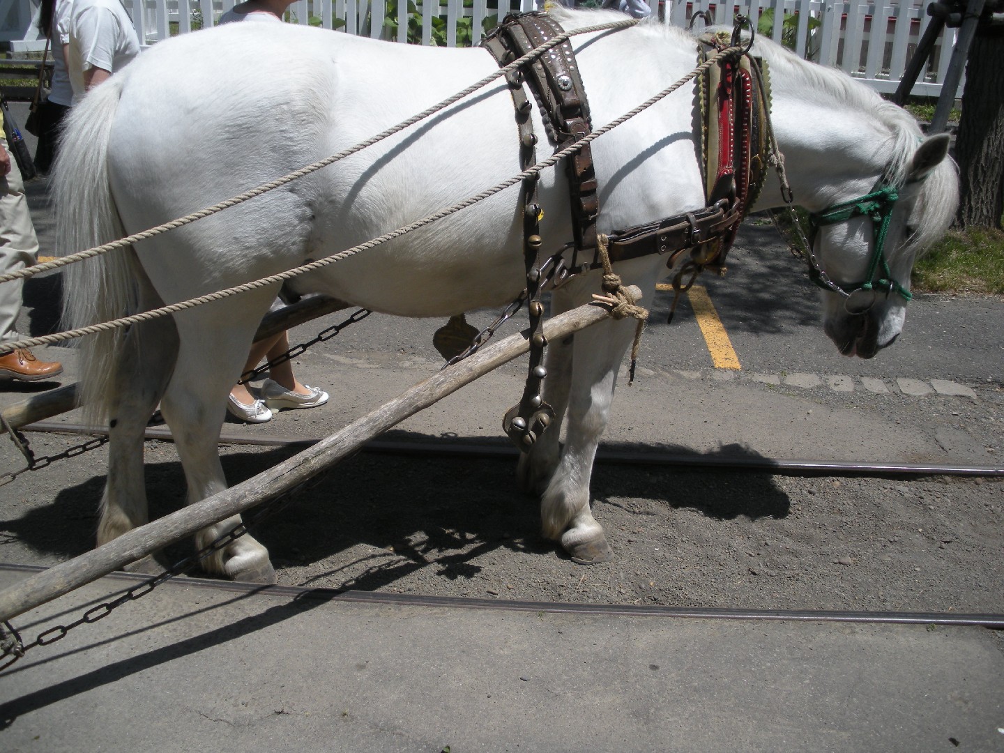 Hokkaido Pony (Hokkaido Pony)