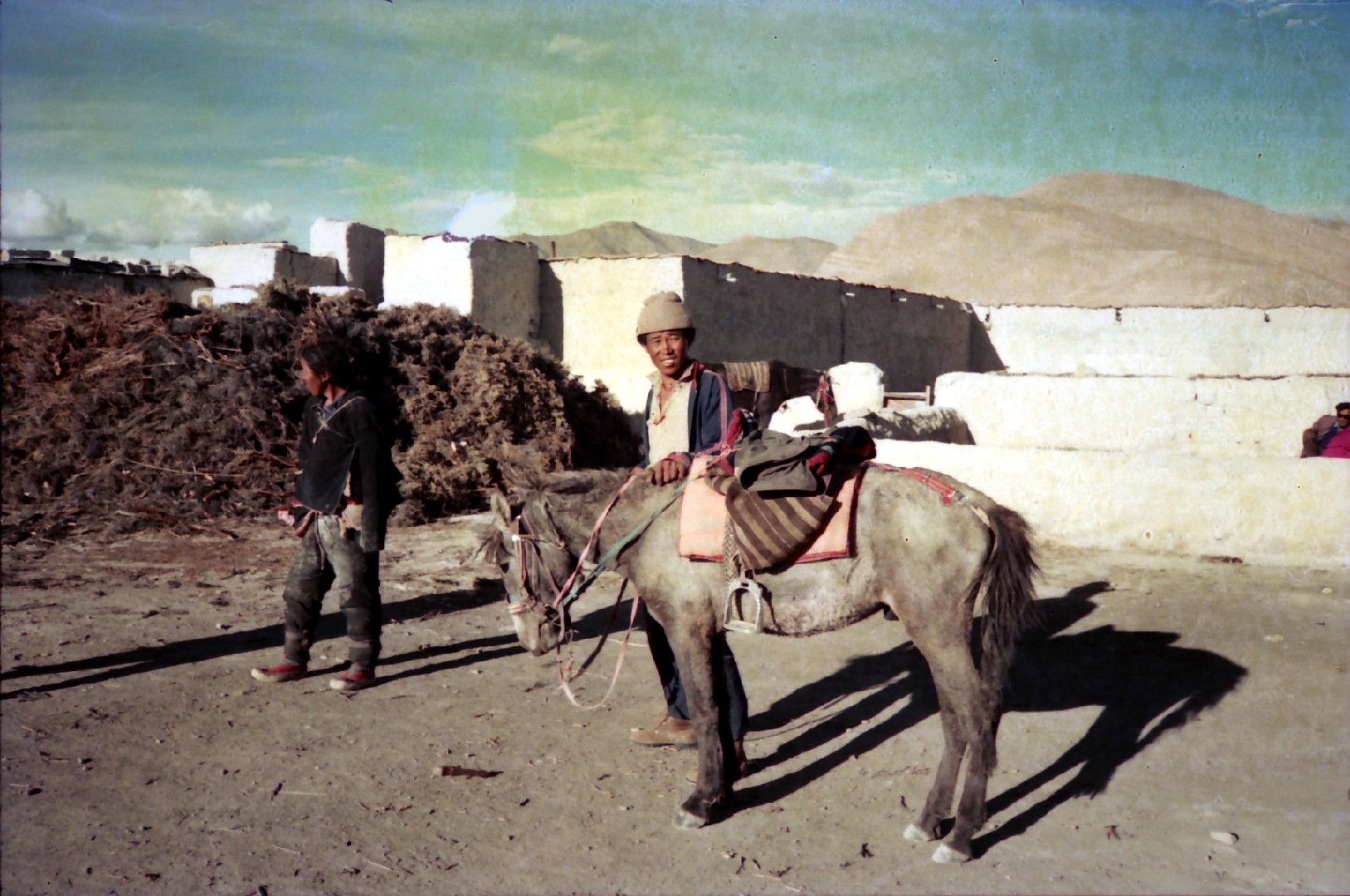 Tibetan Pony (Tibetan Pony)