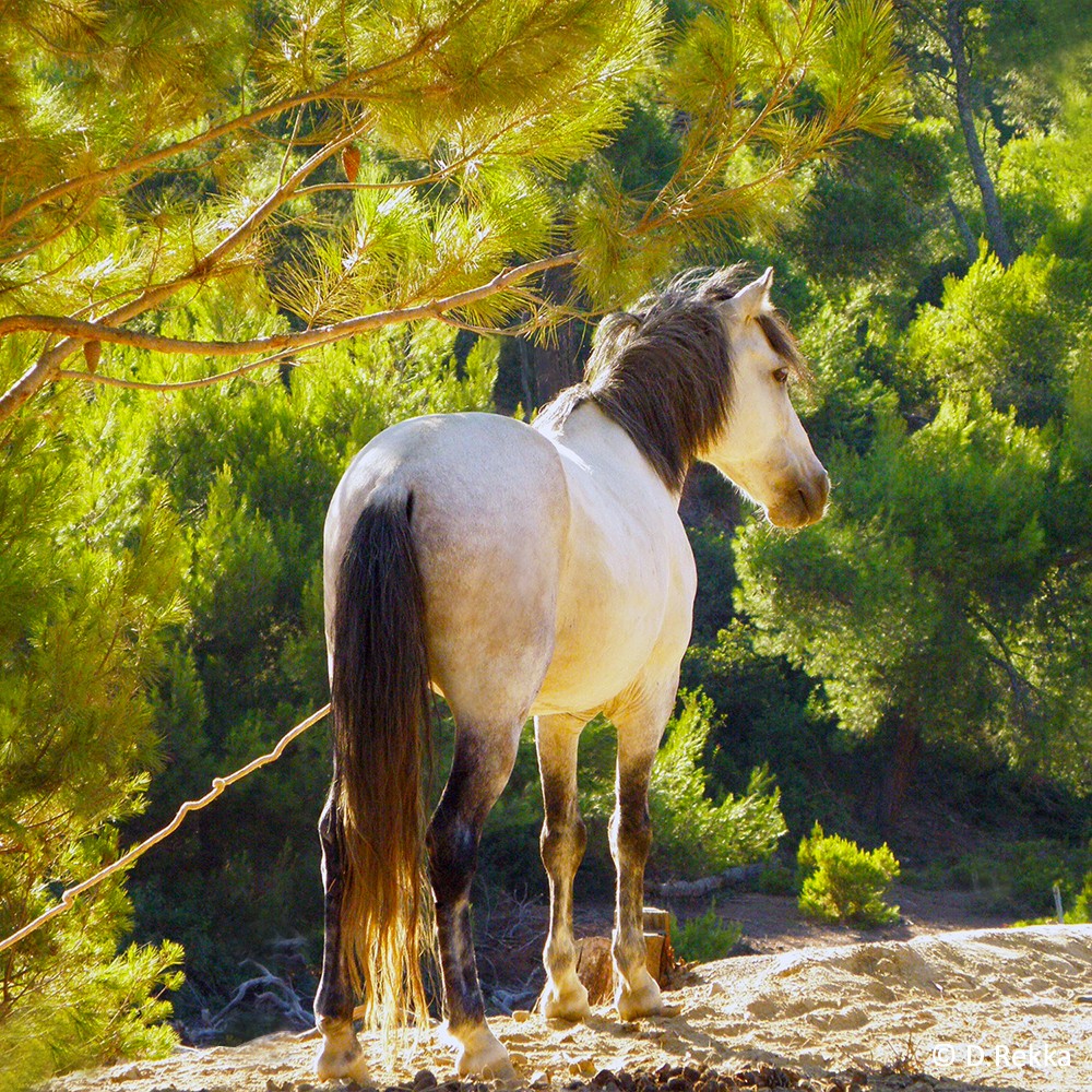 Skyros Pony (Skyros Pony)