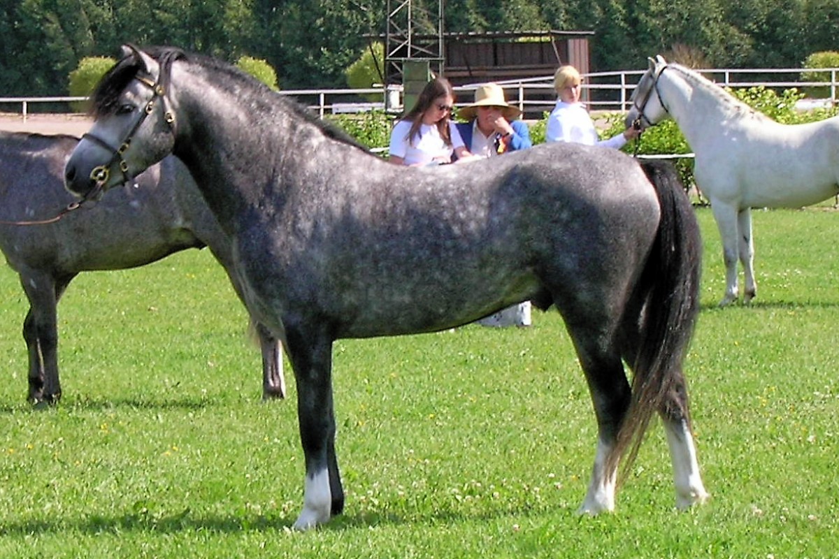 Welara (Welara)
