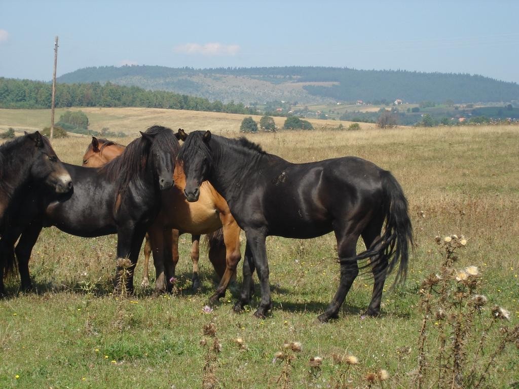 Bosnian Mountain Horse (Bosnian Mountain Horse)