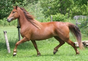 Canadian Horse (Canadian Horse)