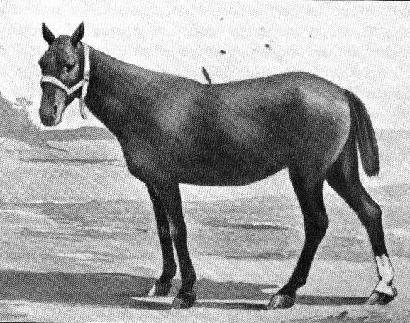 Basuto pony (Basuto pony)