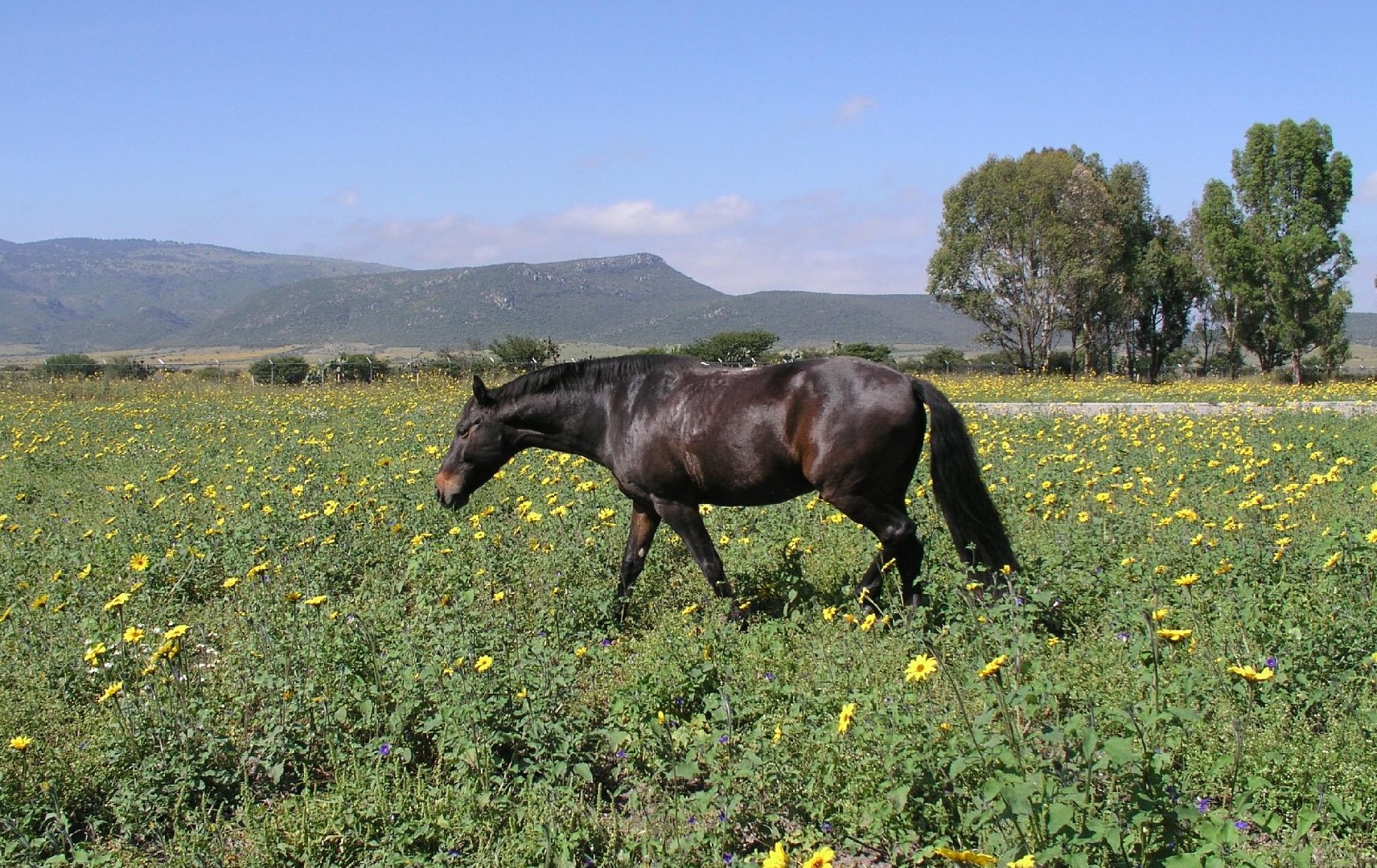 Azteca horse (Azteca horse)