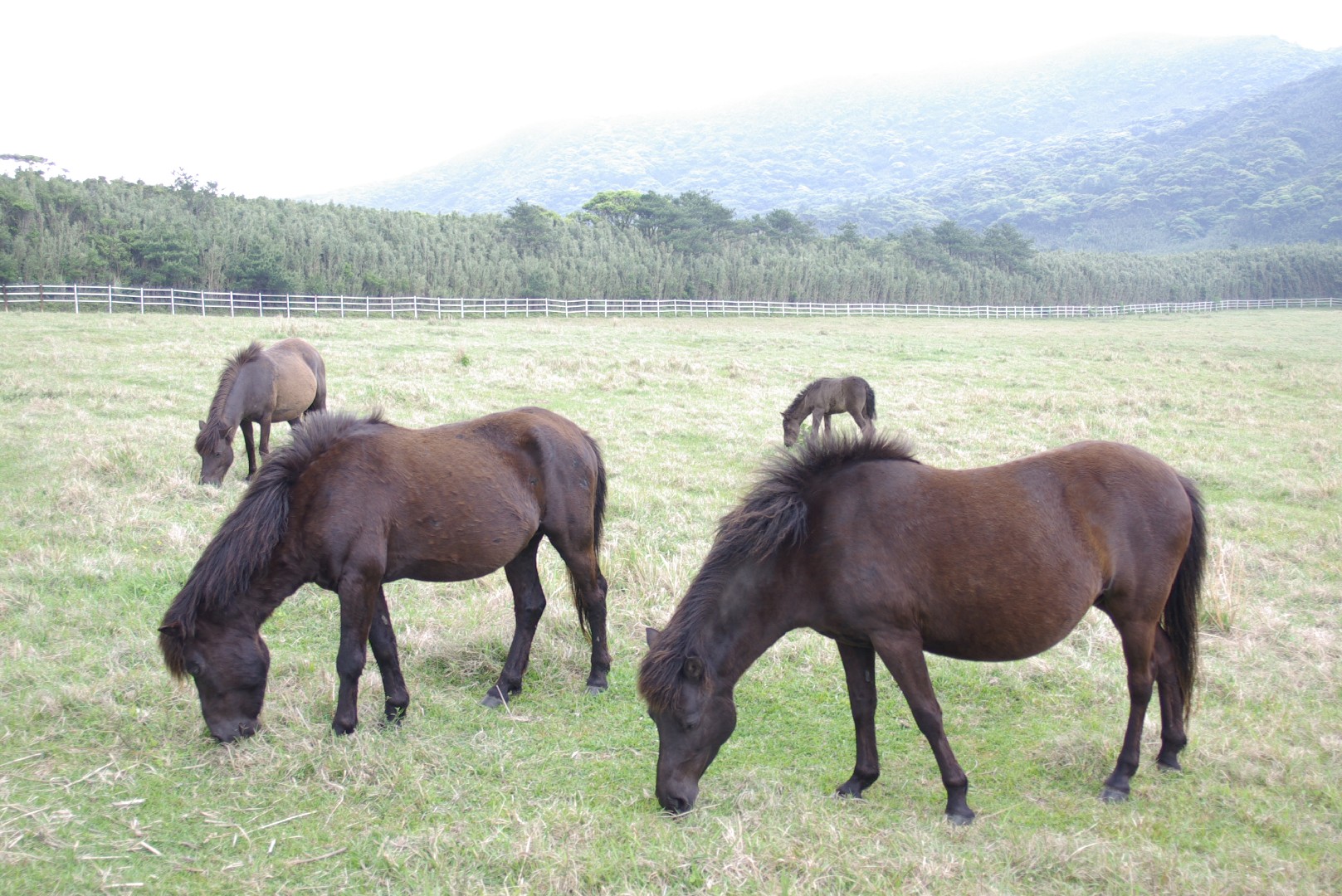Tokara horse (Tokara horse)