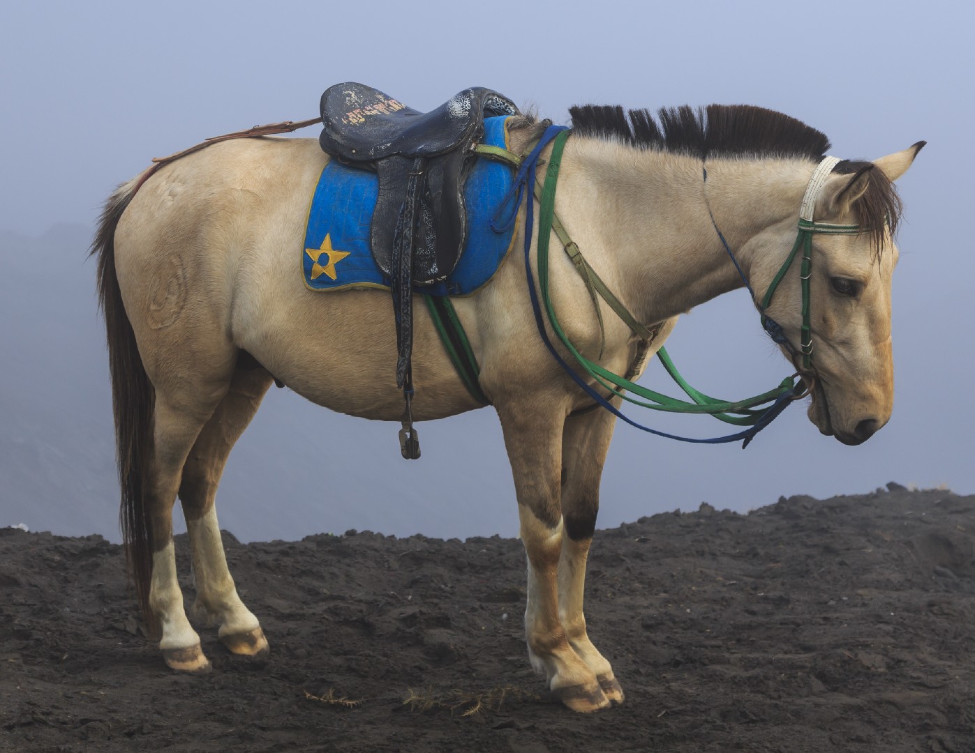 Java pony (Java pony)