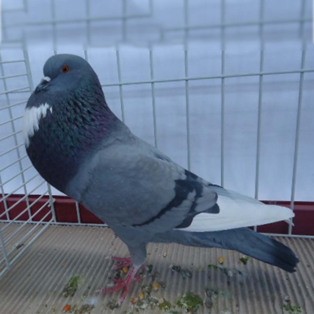 Alsace Cropper pigeon (Columba livia domesticus 'Alsace Cropper')