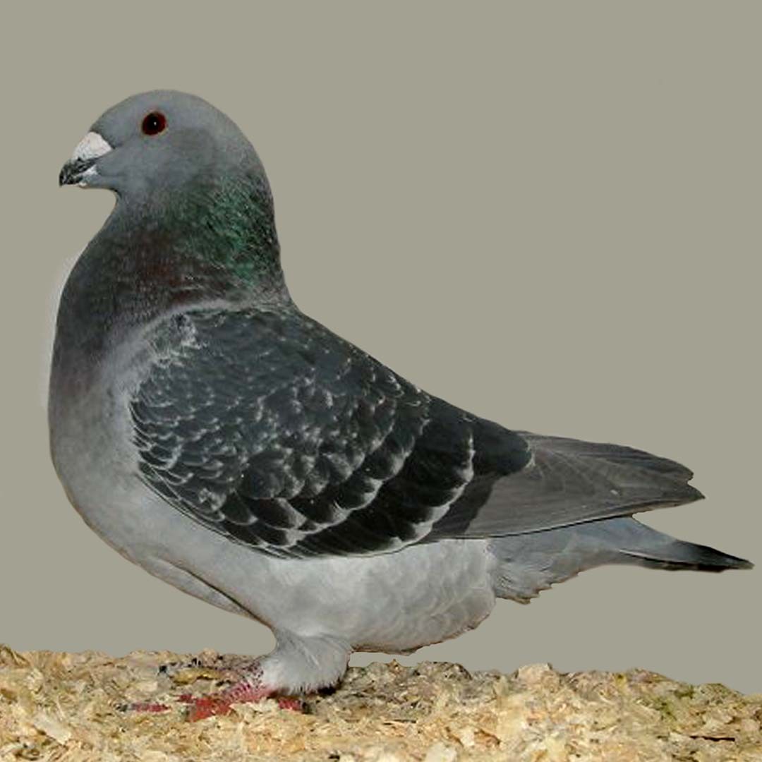 American Show Racer pigeon (Columba livia domesticus 'American Show Racer')