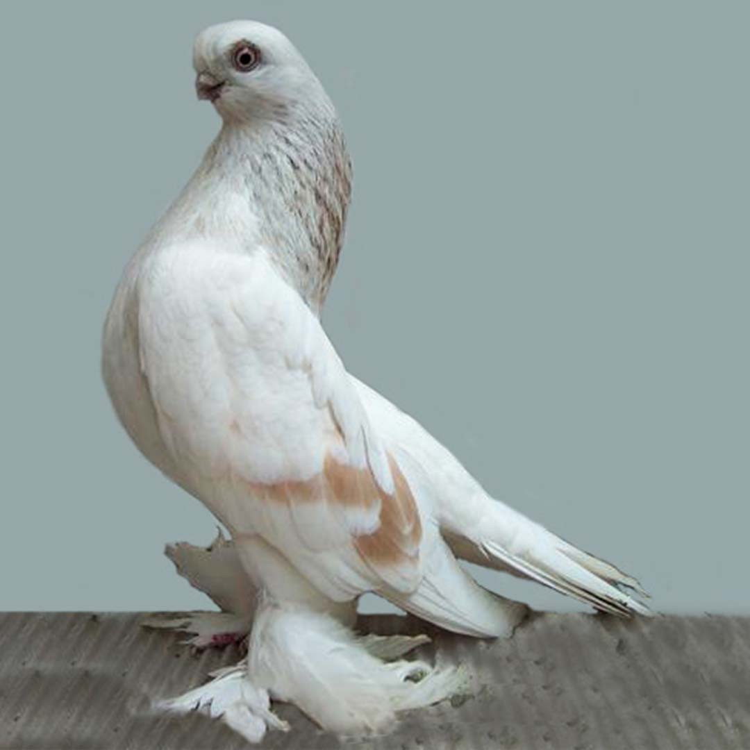 Berlin Short-faced Tumbler pigeon (Columba livia domesticus 'Berlin Short-faced Tumbler')