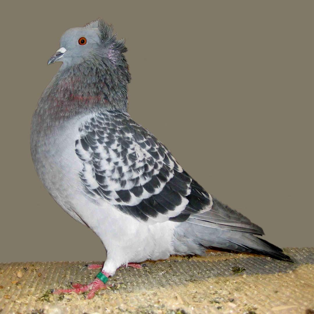 Crested Soultz pigeon (Columba livia domesticus 'Crested Soultz')