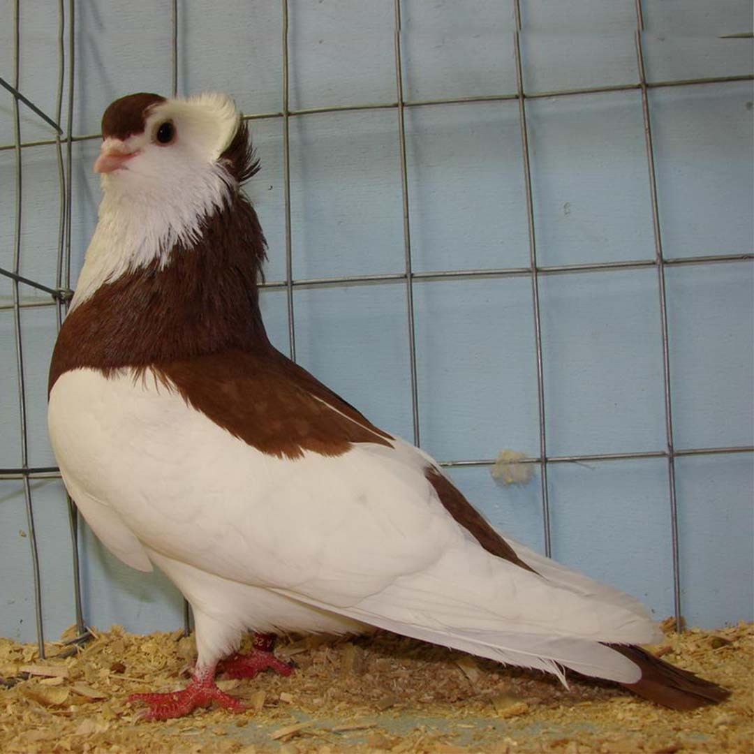 Felégyhaza Tumbler pigeon (Columba livia domesticus 'Felégyhaza Tumbler')