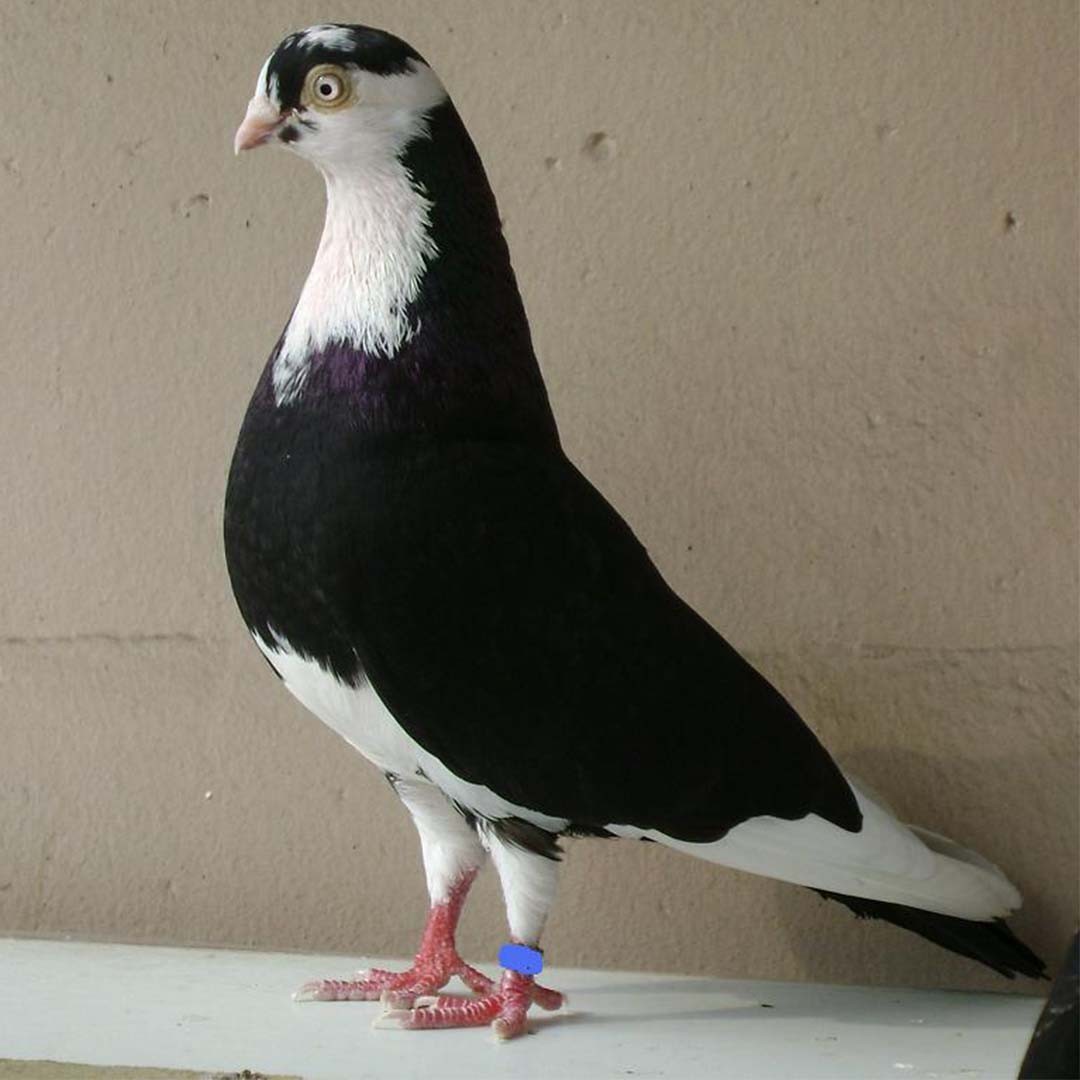 Galatz Roller pigeon (Columba livia domesticus 'Galatz Roller')