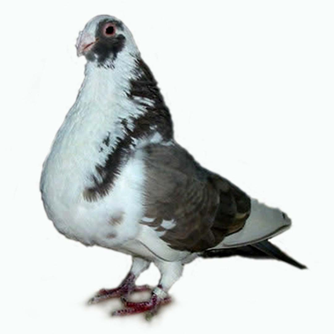 Granadino Pouter pigeon (Columba livia domesticus 'Granadino Pouter')