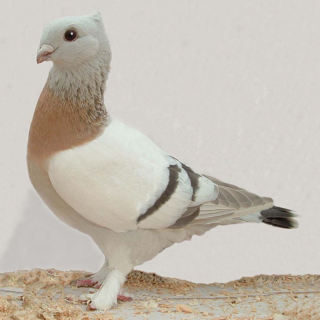 Lucerne Gold Collar pigeon (Columba livia domesticus 'Lucerne Gold Collar')