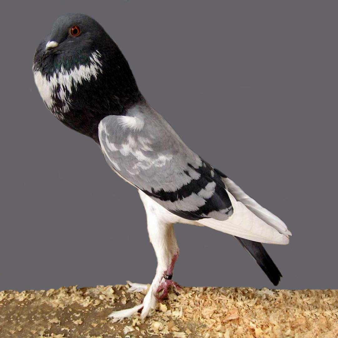 Pigmy Pouter pigeon (Columba livia domesticus 'Pigmy Pouter')