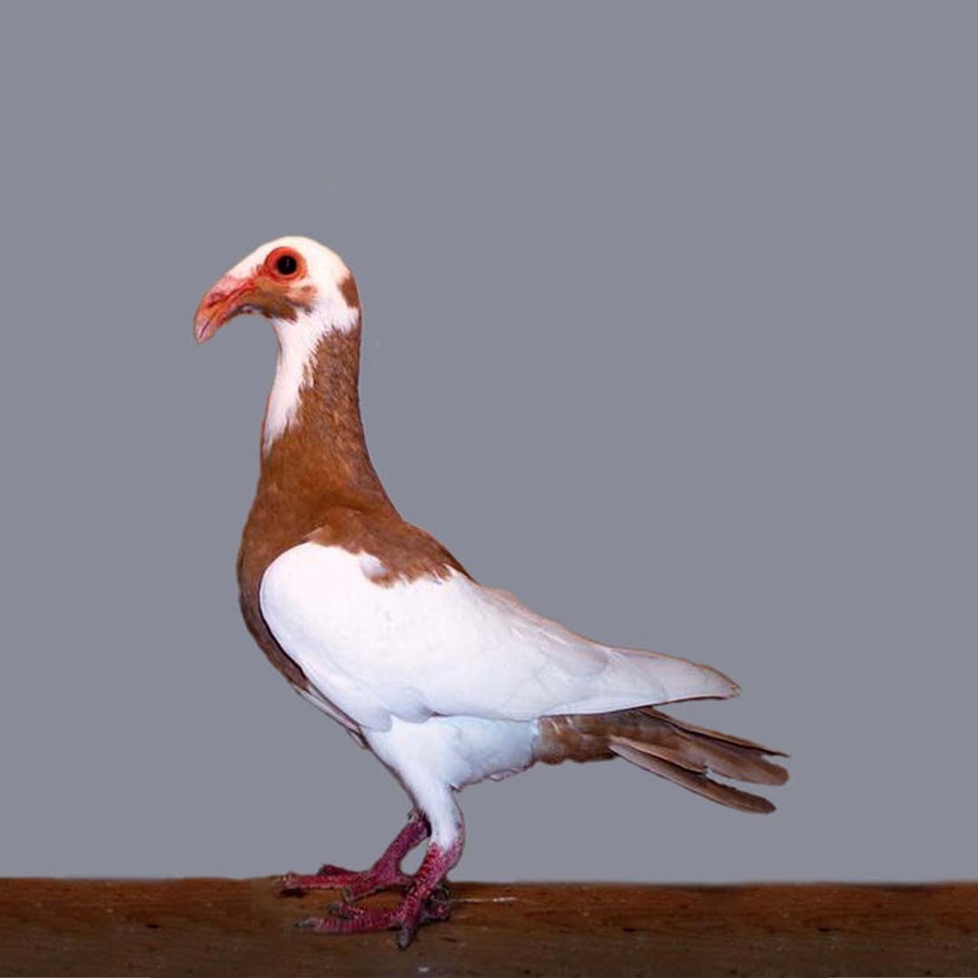 Scandaroon pigeon (Columba livia domesticus 'Scandaroon')