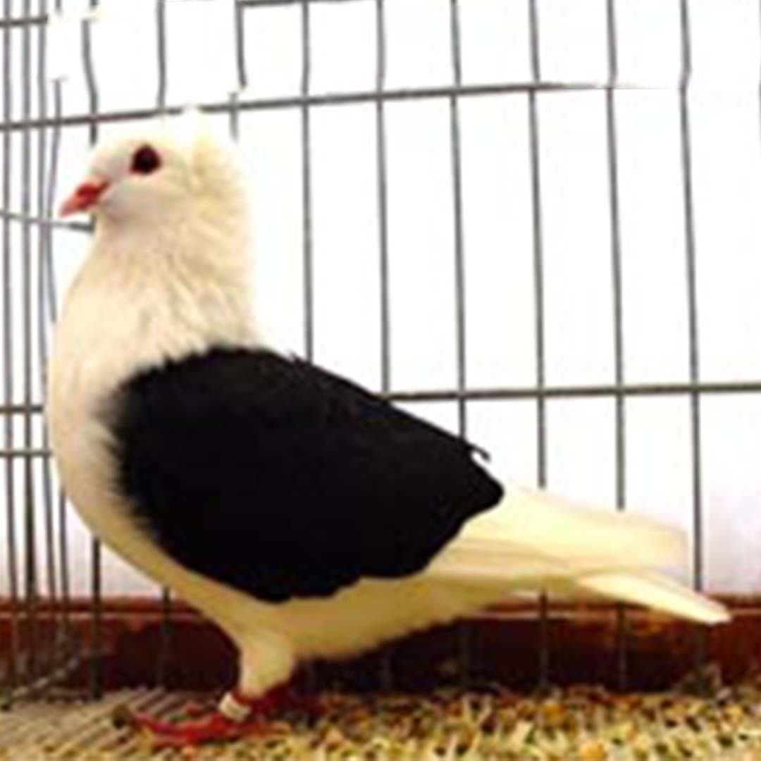 South German Shield pigeon (Columba livia domesticus 'South German Shield')