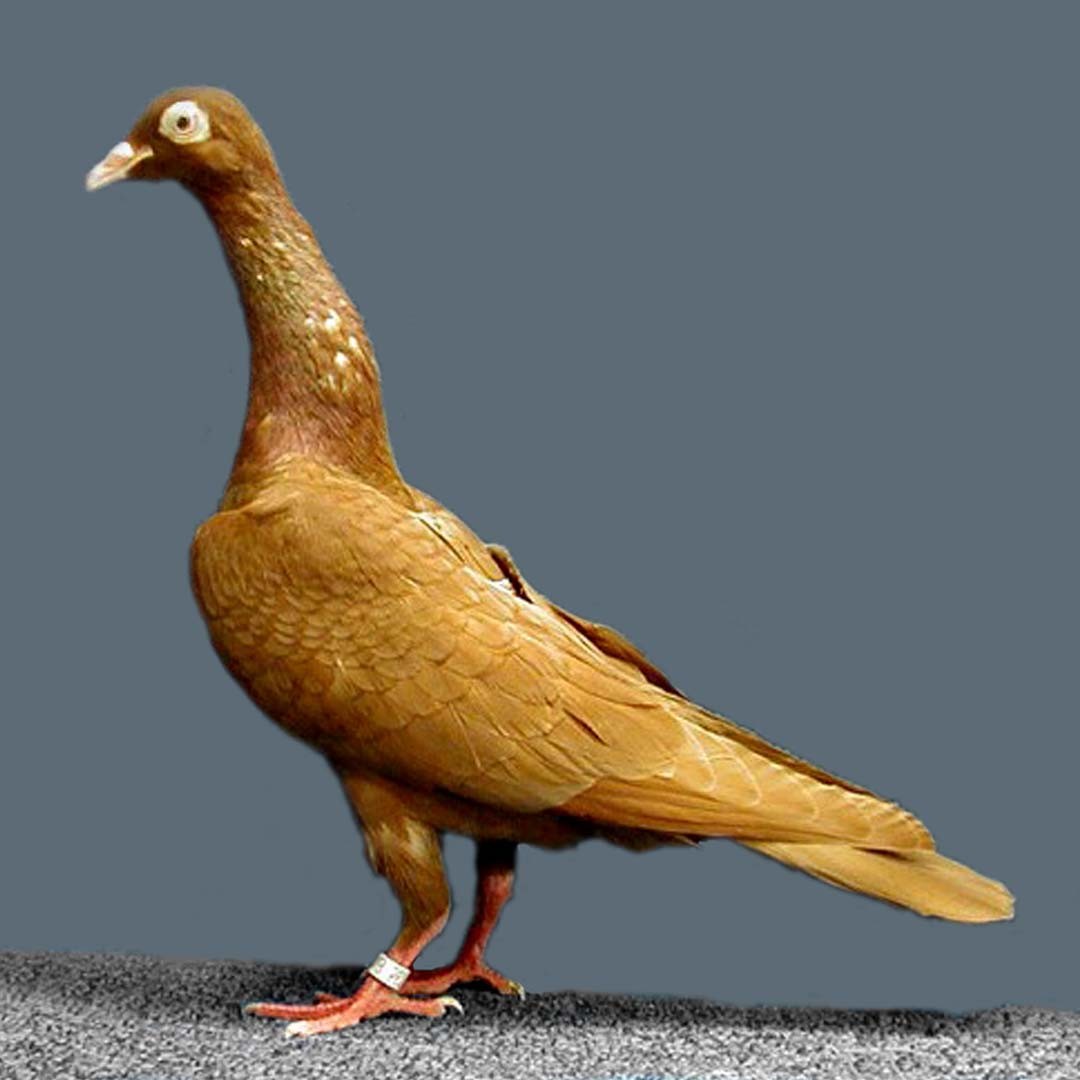 Stargard Shaker pigeon (Columba livia domesticus 'Stargard Shaker')