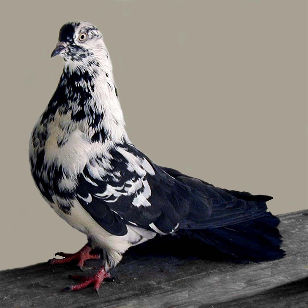 Ukrainian Skycutter pigeon (Columba livia domesticus 'Ukrainian Skycutter')