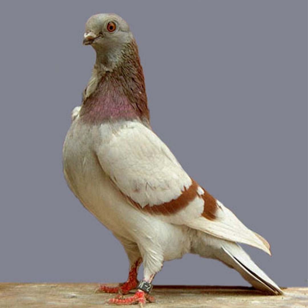 Valencian Figurita pigeon (Columba livia domesticus 'Valencian Figurita')