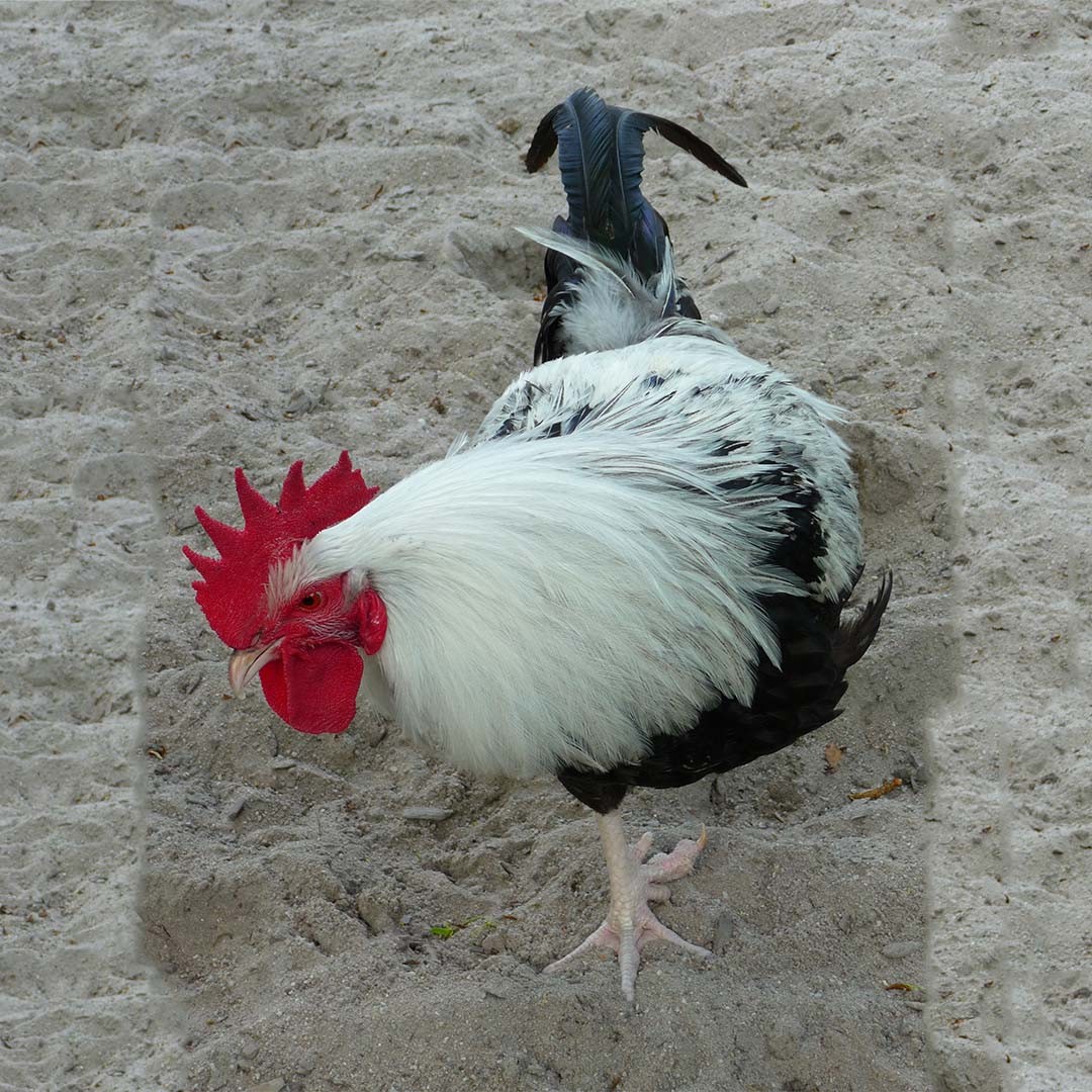 Gallus gallus domesticus 'Dorking' (Gallus gallus domesticus 'Dorking')