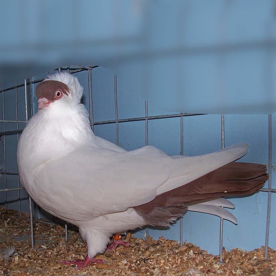 Helmet pigeon (Columba livia domesticus 'Helmet')