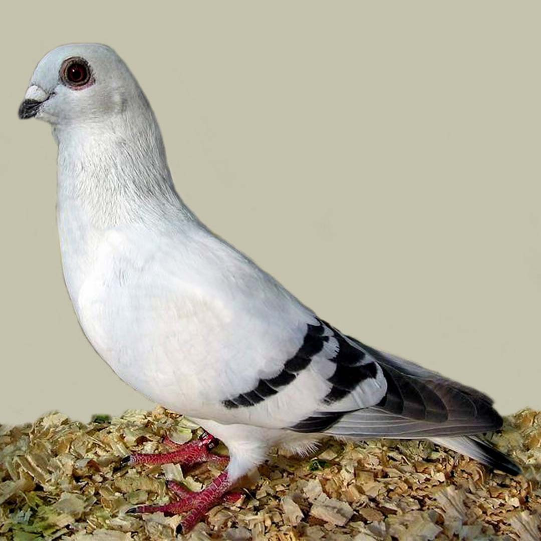 Columba livia domesticus 'Damascene' (Columba livia domesticus 'Damascene')